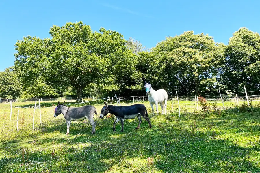 Waydown Shepherds Huts on the English South Coast